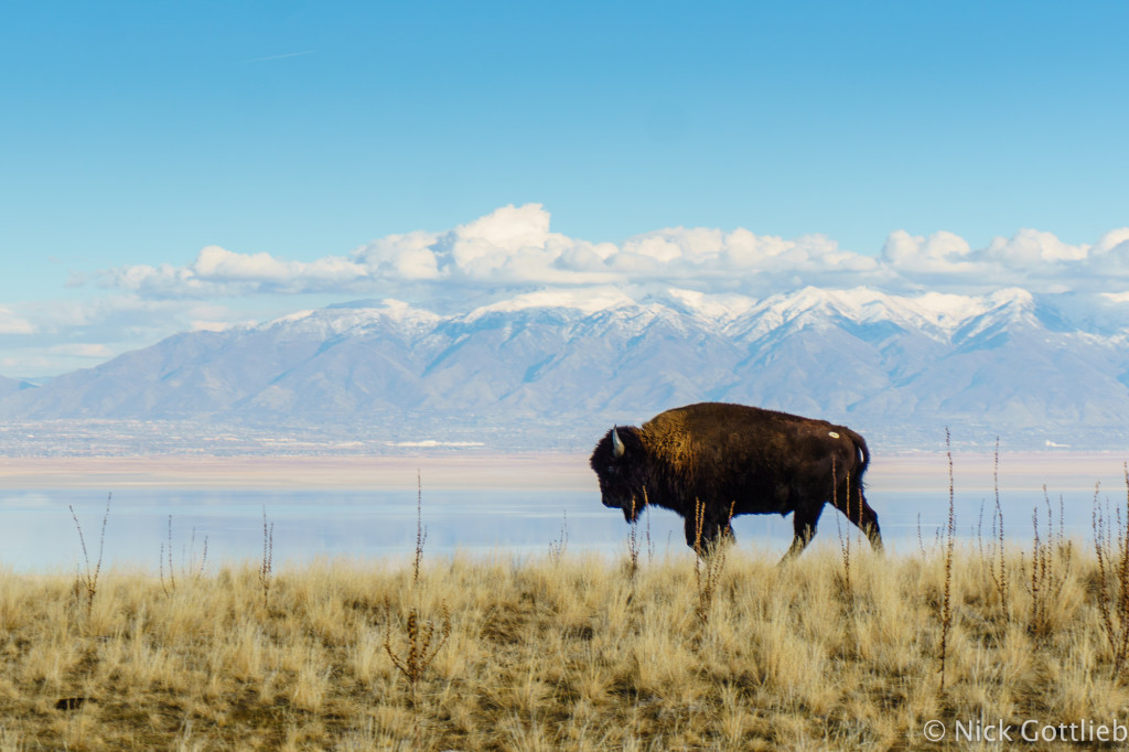 Bison? Ogden. Ogden? Bison.